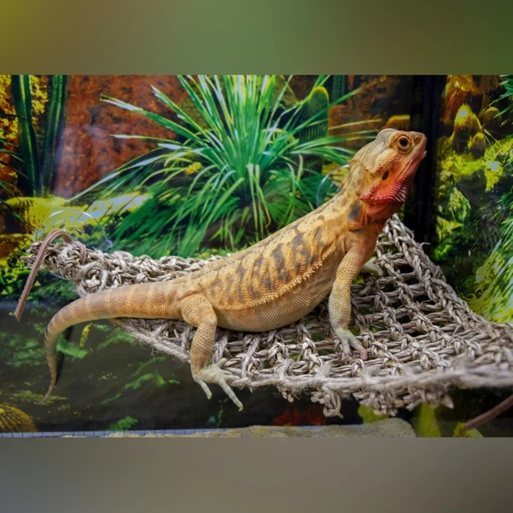 NWT 100% Natural Seagrass “Penn Plax” Reptology Lizard-Lounger